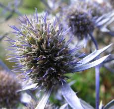 Green Eryngium Flower Seeds