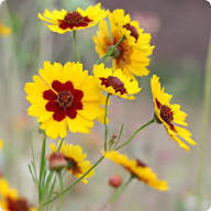 Red Coreopsis Flower Seeds - Heirloom Non GMO High Germination Flower Seeds for Planting