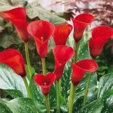 Red Calla Lily Flower Seeds