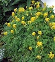 Yellow Corydalis Flower Seeds - Heirloom Non GMO High Germination Flower Seeds for Planting