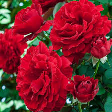 Red Climbing Rose Flower Seeds