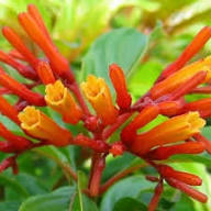 Red Hamelia Flower Heirloom Non GMO High Germination Organic Garden for Planting for Colorful Garden Landscaping Seed