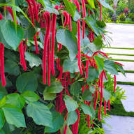 Red Acalypha Flower Seeds Rare Blooming Plants Balcony and Patio Gardening Colorful Seeds for Planting Heirloom Non-GMO