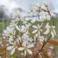 Amelanchier Flower Seeds