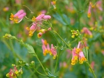 Corydalis Flower Seeds