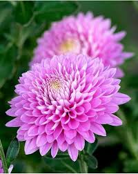 Pink Giant Chrysanthemum Flower Seeds Exotic Flowering Plants for Colorful Backyard Beauty Seeds for Planting Heirloom N