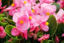 Pink Pale Begonia Flower Seeds