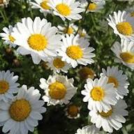 White Arctotis Flower Seeds