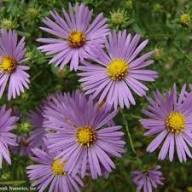 Violet Brachyscome Flower Exotic Flowering Plants for Planting Heirloom Non-GMO High Germination Organic Garden for C