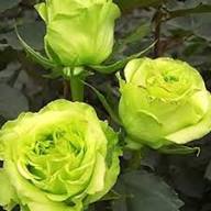 Green Climbing Rose Flower Fresh Planting Vining Rose Plants Flower Seeds Home Garden Seeds for Planting Non-GMO High