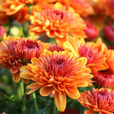 Orange Giant Chrysanthemum Flower Seeds - Heirloom Non GMO High Germination Flower Seeds for Home Garden Planting
