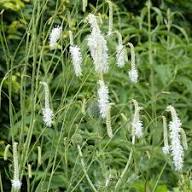 White Organic Sanguisorba Flower Seeds Easy Grow Blossoms Seeds for Planting Heirloom Non GMO High Germination Organic G