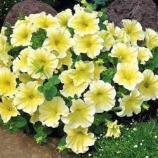 Yellow Light Double Petunia Flower Seeds