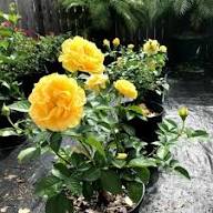 Yellow Rose Flower Flower Seeds - Heirloom Non GMO High Germination Organic Garden Planting Seeds