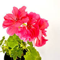 Red Ivy Geranium Flower Premium Floral for Planting Heirloom Non-GMO High Germination Organic Garden for Decorative