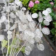 White Lunaria Flowers Seeds Rare Blooming Plants Balcony and Patio Gardening Colorful Seeds for Planting Heirloom Non-GM
