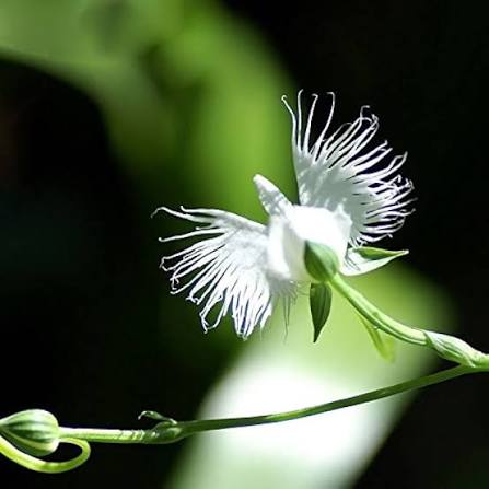 Egret Flower Seeds