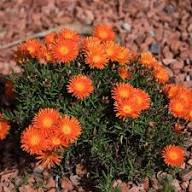 Orange Delosperma Flowers Seeds - Heirloom Non GMO High Germination Premium Flower Seeds for Home Garden