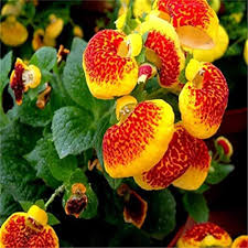 Calceolaria Flower Seeds Rare Blooming Plants Seeds Heirloom Non-GMO Premium Organic Garden Seeds