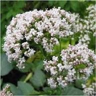 Valerian Flower Rare Blooming Plants for Planting Heirloom Non-GMO High Germination Organic Garden for Balcony and Pa
