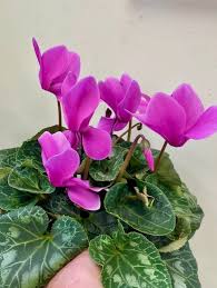Purple Cyclamen Flower Seeds Planting | Non-GMO Home Garden Decoration Colorful Landscape - Heirloom Non GMO Premium Gar