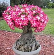 Adenium Desert Rose Flower Seeds