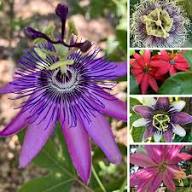 MIXED PASSION PERENNIAL FLOWER SEEDS HEIRLOOM NON-GMO HIGH GERMINATION ORGANIC GARDEN SEEDS FOR PLANTING Seeds - Heirloo