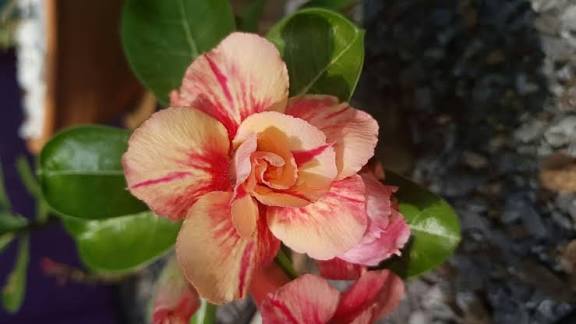 Orange Desert Rose Flower Seeds