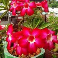 Double Azalea Flower Seeds - Heirloom, Non-GMO, High Germination Flower Seeds for Planting