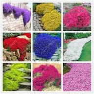 Mixed Creeping Thyme Flower Seeds - Heirloom Non GMO High Germination Flower Seeds for Planting
