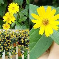 Yellow Yellow Aubrieta Flower Fresh Planting Aubrieta Groundcover Flower Seeds Home Garden Seeds for Planting Heirloom