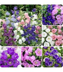 Campanula Flower Seeds