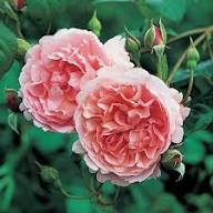 Pink Austin Rose Flower Flower Seeds - Heirloom Non GMO High Germination Organic Garden Planting Seeds