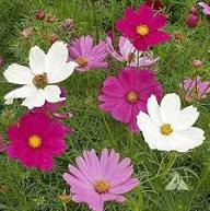 Pink Cosmos Flower Seeds - Heirloom Non GMO High Germination Flower Seeds for Planting