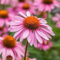 Pink Coneflower Seeds - Heirloom Non GMO High Germination Flower Seeds for Planting
