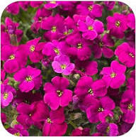 Pink Aubretia Flower Flower Seeds - Heirloom Non GMO High Germination Organic Garden Planting Seeds