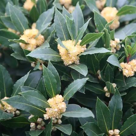 White Laurus Nobilis Flower Seeds