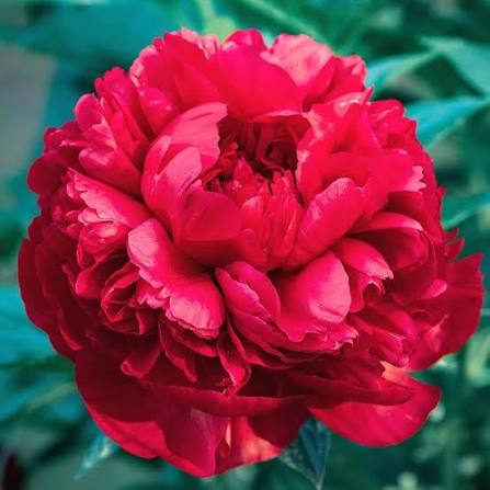 Red Double Peony Flower