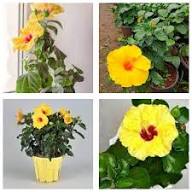 Yellow Hibiscus Flower Seeds