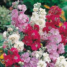 Mixed Hoarystock Flower Seeds