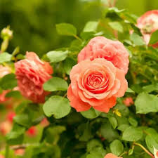 Orange Climbing Rose Flower Seeds
