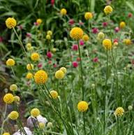 Yellow Billy Buttons Flower Flower Seeds - Heirloom Non GMO High Germination Organic Garden Planting Seeds
