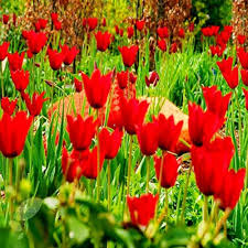 Red Tulip Flower Seeds