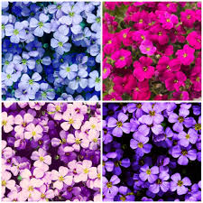 Mixed Organic Cress Flower Seeds