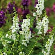 White Angelonia Flower Seeds for Planting Rare Blooming Plants Heirloom Non-GMO High Germination Organic Garden Seeds Ba
