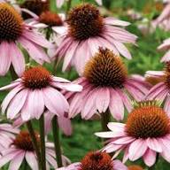 Echinacea Flower for Planting Heirloom Non-GMO High Germination Organic Garden for Outdoor Landscapes Seeds - Heirloom