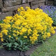 Yellow Cress Aubrieta Flower Seeds Rare Blooming Plants for Balcony and Patio Gardening Seeds for Planting Heirloom Non-