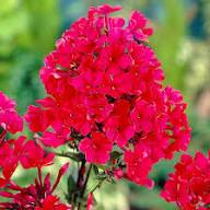 Red Perennial Phlox Flower Seeds