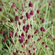 Maroon Organic Sanguisorba Flower Seeds Heirloom Non GMO High Germination Organic Garden Seeds Seeds for Planting - Heir