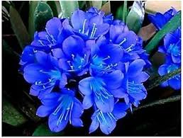 Purple Clivia Flower